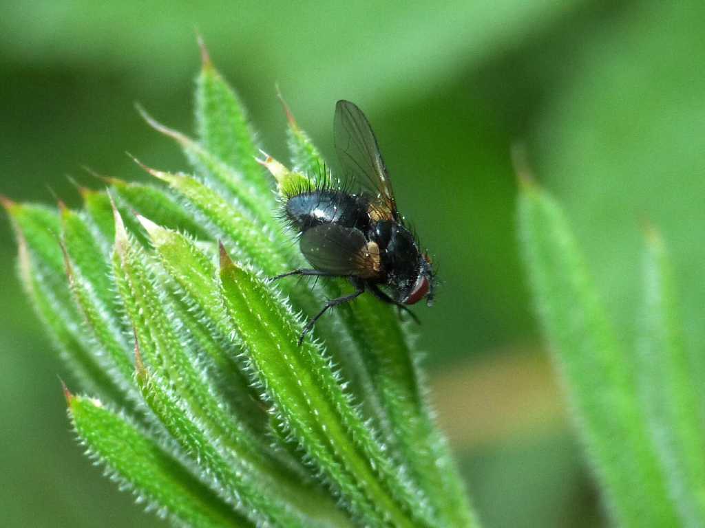 Mosca nera: possibile una Dufouria sp. (Tachinidae)